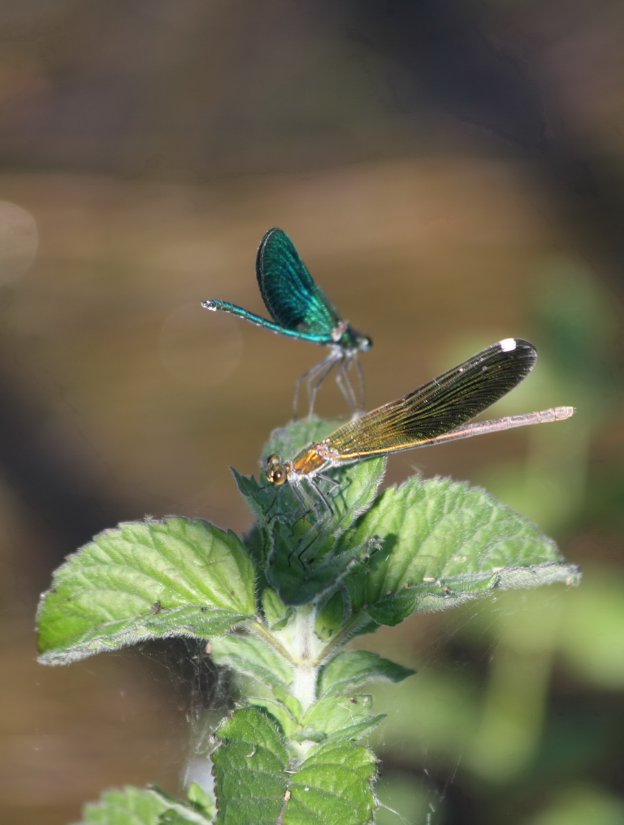 Da determinare dalla Grecia: Calopteryx splendens balcanica